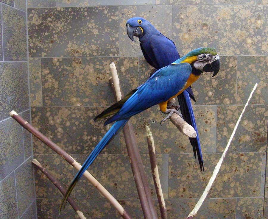 Gelbbrustara und Hyazinthara im Wuppertaler Zoo im Januar 2010