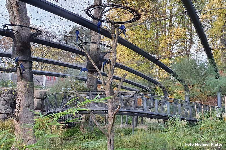Acht Hyazinth-Aras am 19. Oktober 2020 im großen Gehege der neuen Freiflugvoliere ARALANDIA im Grünen Zoo Wuppertal (Foto Michael Platte)