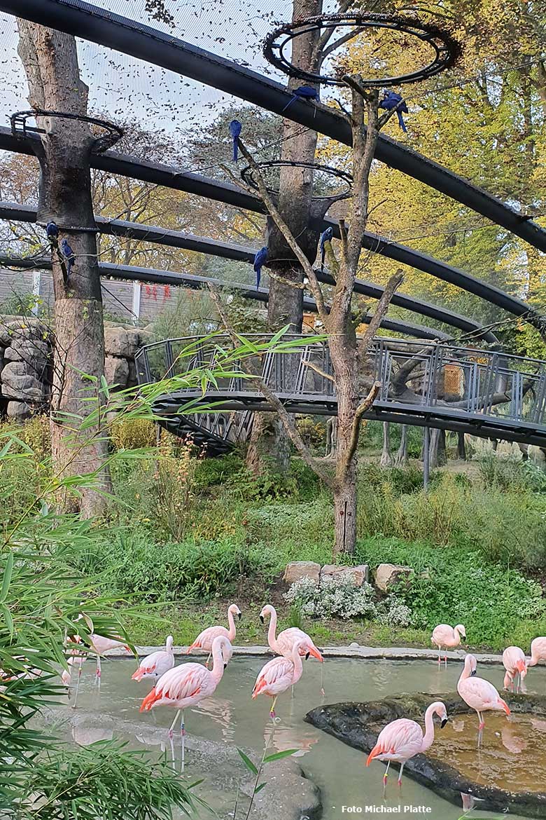 Acht Hyazinth-Aras mit Chile-Flamingos am 19. Oktober 2020 im großen Gehege der neuen Freiflugvoliere ARALANDIA im Wuppertaler Zoo (Foto Michael Platte)