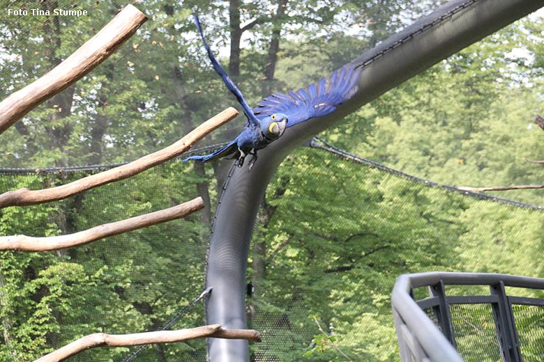 Fliegender Hyazinth-Ara am 24. Juli 2021 in der begehbaren Freiflugvoliere Aralandia im Zoo Wuppertal (Foto Tina Stumpe)
