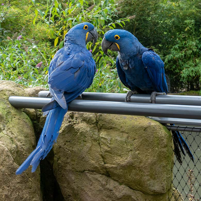 Zwei sich verstehende Hyazinth-Aras am 12. Oktober 2024 in der Aralandia-Voliere im Grünen Zoo Wuppertal