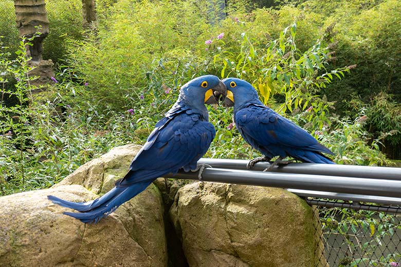 Zwei sich verstehende Hyazinth-Aras am 12. Oktober 2024 in der Aralandia-Voliere im Zoologischen Garten Wuppertal