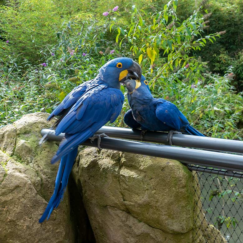 Zwei sich verstehende Hyazinth-Aras am 12. Oktober 2024 in der Aralandia-Voliere im Zoo Wuppertal