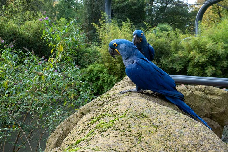 Zwei sich verstehende Hyazinth-Aras am 12. Oktober 2024 in der Aralandia-Voliere im Wuppertaler Zoo