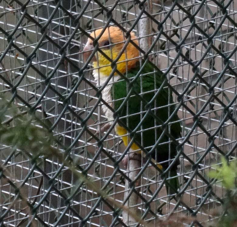 Rostkappenpapagei am 22. Mai 2016 in einer der Außenvolieren des Überwinterungshauses für Vögel im Grünen Zoo Wuppertal