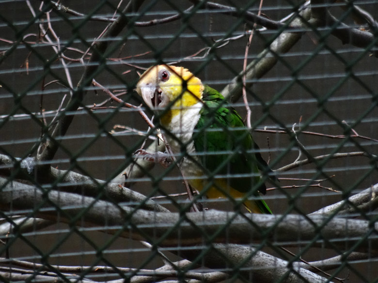 Rostkappenpapagei am 11. Juni 2016 in einer der Außenvolieren des Überwinterungshauses für Vögel im Wuppertaler Zoo