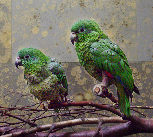Rotspiegelamazonen im Wuppertaler Zoo im März 2009