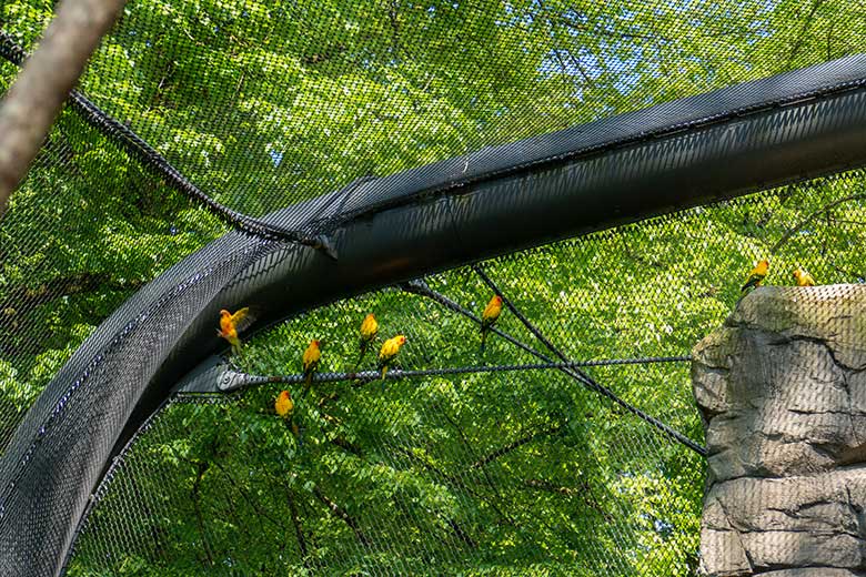 Acht Sonnensittiche am 28. Mai 2023 in der Aralandia-Voliere im Grünen Zoo Wuppertal