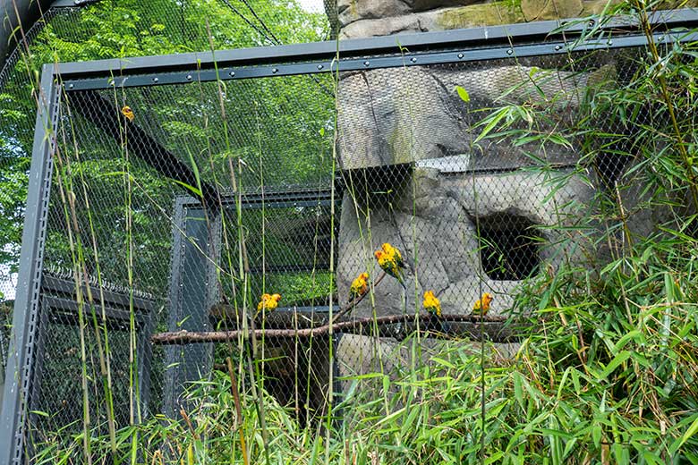 Acht Sonnensittiche am 7. Mai 2024 im Außenbereich der Aralandia-Voliere im Wuppertaler Zoo