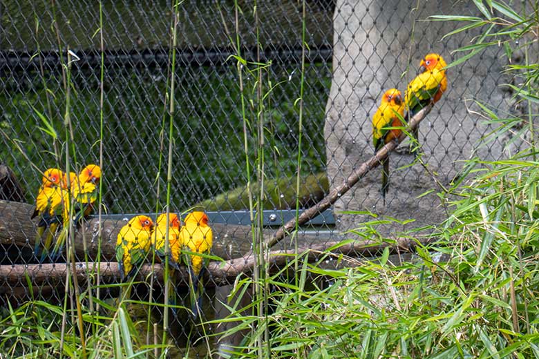Acht Sonnensittiche am 8. Mai 2024 im Außenbereich der Aralandia-Voliere im Grünen Zoo Wuppertal