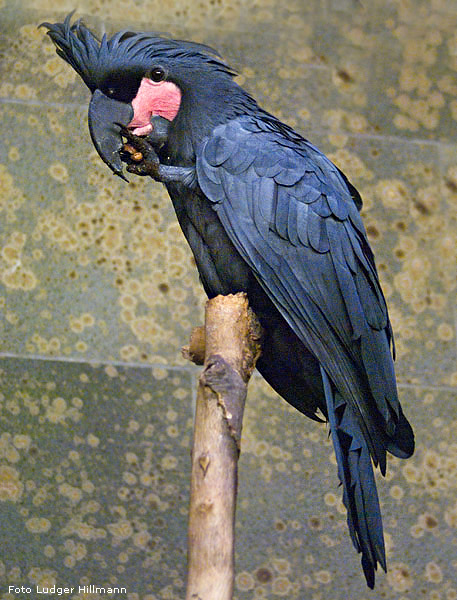 Ararakakadu im Wuppertaler Zoo im November 2007 (Foto Ludger Hillmann)