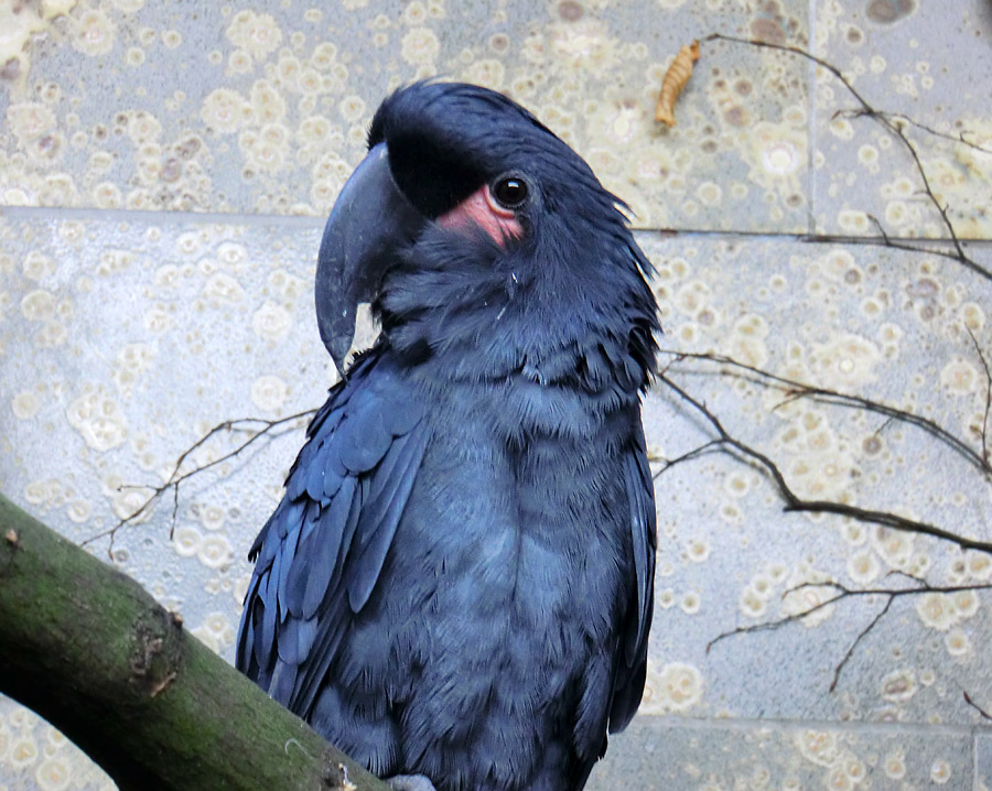Ararakakadu im Zoologischen Garten Wuppertal im November 2012
