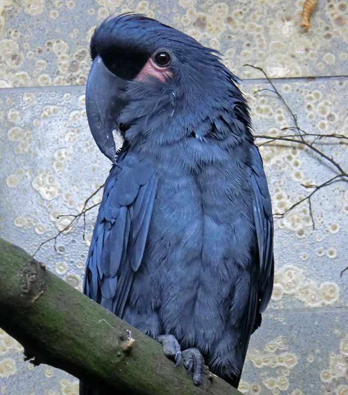 Ararakakadu im Wuppertaler Zoo im November 2012