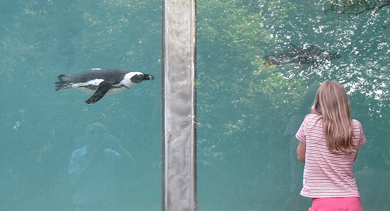 Brillenpinguine im Zoo Wuppertal im Juni 2003