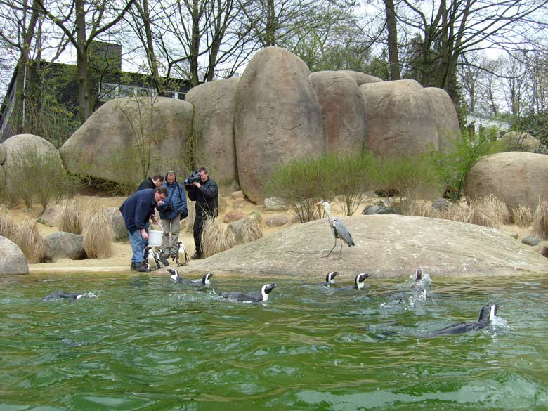 Brillenpinguine im Wuppertaler Zoo im April 2008