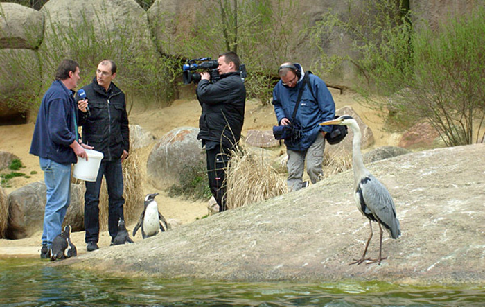 Fernsehaufnahmen bei den Brillenpinguinen im Zoo Wuppertal im April 2008
