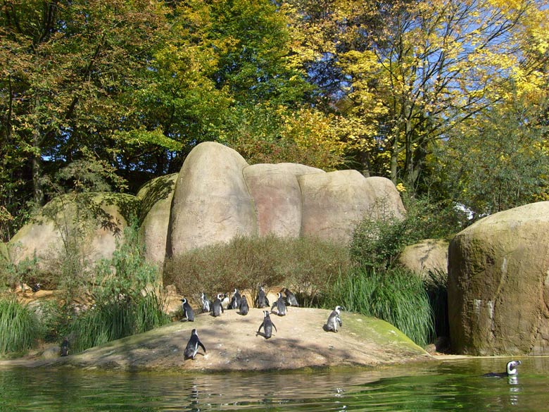 Brillenpinguine im Wuppertaler Zoo im Oktober 2008