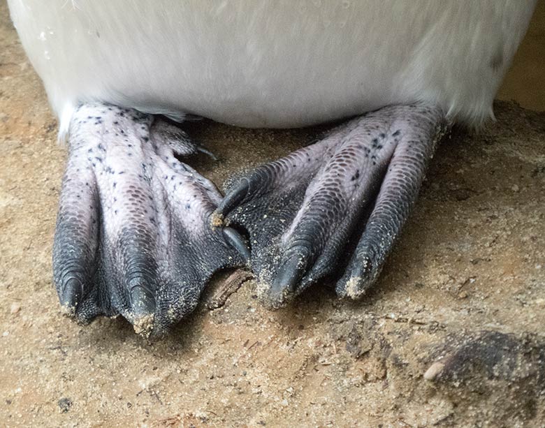 Brillenpinguin-Füße mit Schwimmhäuten am 17. März 2019 auf der Außenanlage im Zoo Wuppertal