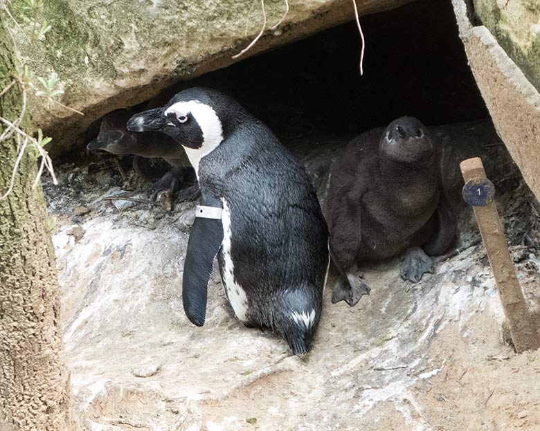 Brillenpinguin mit zwei Jungtieren am 13. April 2019 in der Bruthöhle Nummer eins auf der Außenanlage im Grünen Zoo Wuppertal