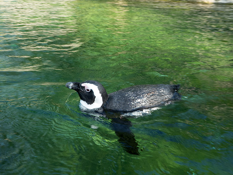 Brillenpinguin am 21. April 2019 im Wasser der Außenanlage im Grünen Zoo Wuppertal