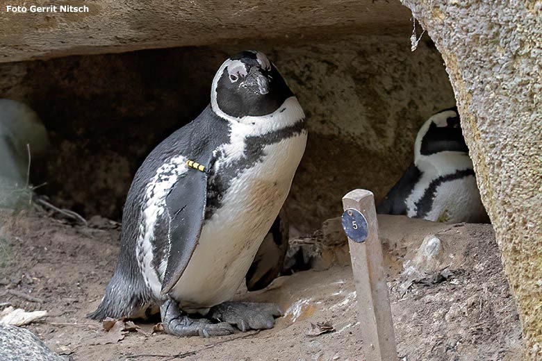 Brillenpinguine am 30. Oktober 2019 in der Pinguin-Höhle Nummer 5 auf der Außenanlage im Wuppertaler Zoo (Foto Gerrit Nitsch)