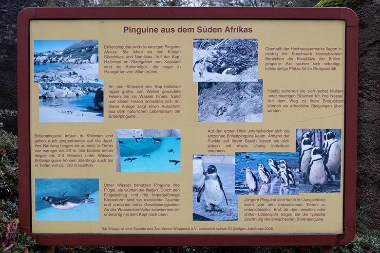 Information 'Pinguine aus dem Süden Afrikas' am 27. November 2022 an der Außenanlage für Brillenpinguine im Zoologischen Garten Wuppertal