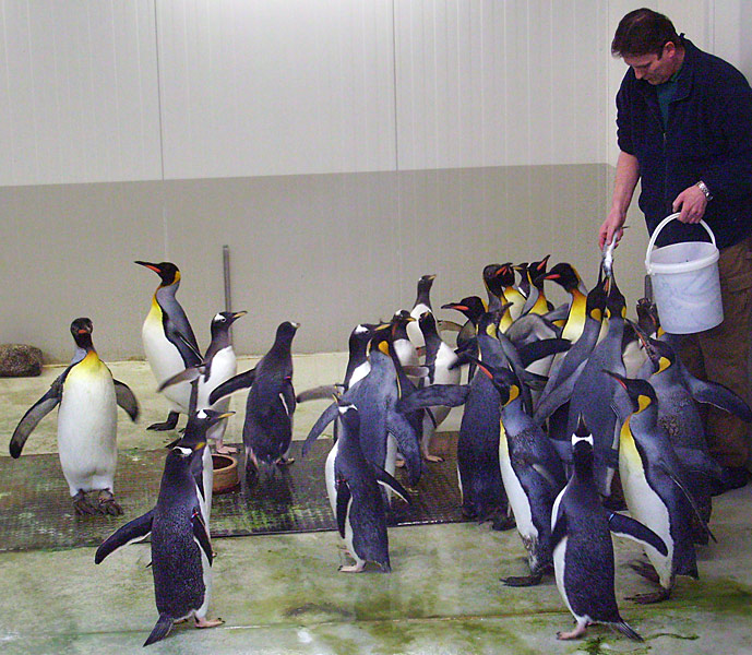 Fütterung der Pinguine in der Übergangsanlage im Zoo Wuppertal im Februar 2009