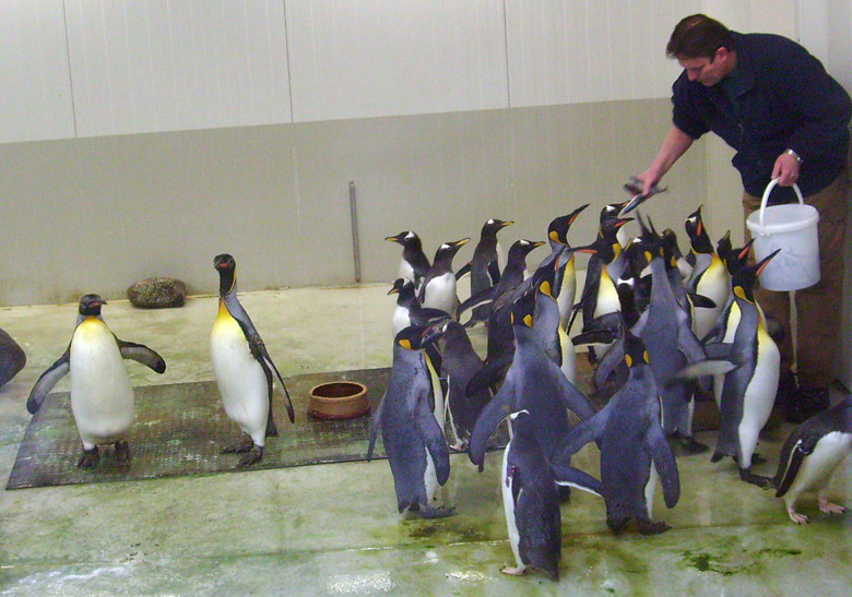 Fütterung der Pinguine in der Übergangsanlage im Wuppertaler Zoo im Februar 2009