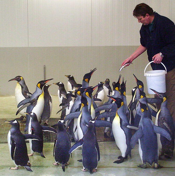 Fütterung der Pinguine in der Übergangsanlage im Zoo Wuppertal im Februar 2009
