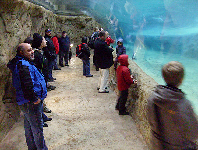 Der Unterwassertunnel in der neuen Pinguin-Anlage im Wuppertaler Zoo im März 2009