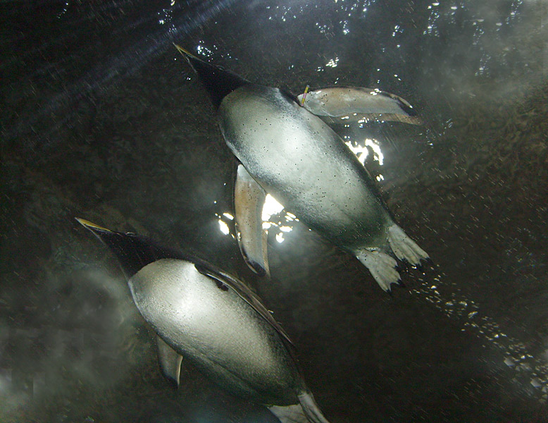 Zwei schwimmende Eselspinguine im Unterwassertunnel in der neuen Pinguin-Anlage im Wuppertaler Zoo im März 2009