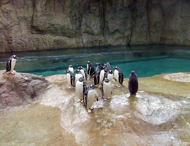 Eselspinguine in der neuen Pinguin-Anlage im Wuppertaler Zoo im März 2009