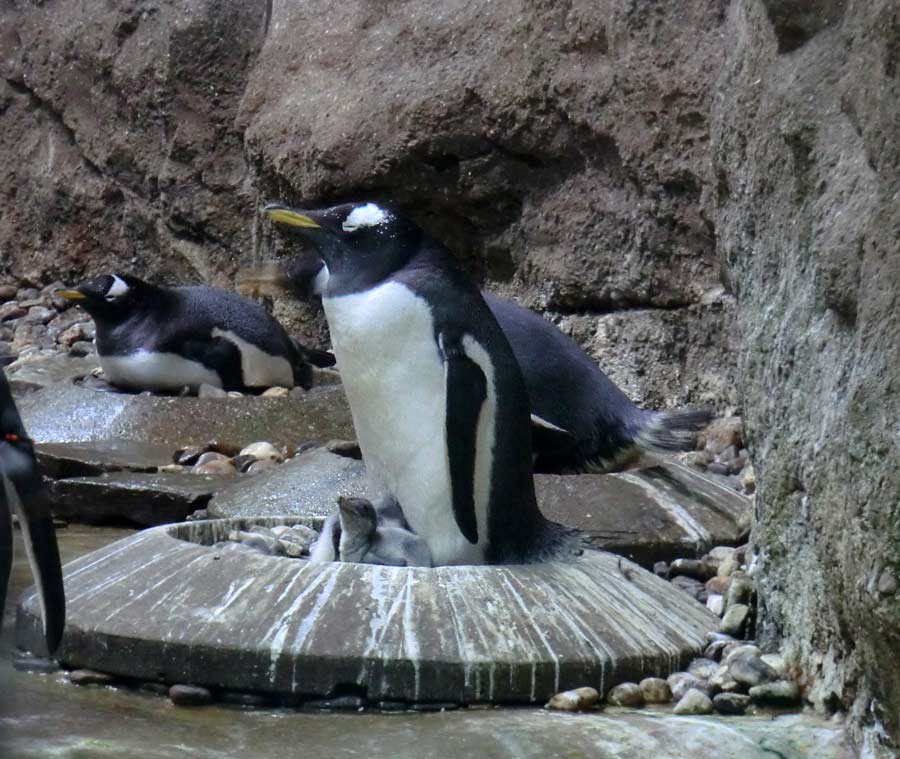 Eselspinguine im Zoo Wuppertal im August 2014