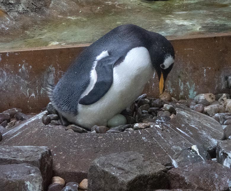 Brütender Eselspinguin mit Ei im Nest am 11. Juli 2019 im Pinguin-Haus im Wuppertaler Zoo