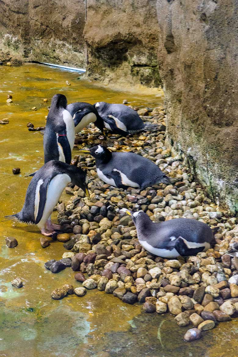 Brütende Eselspinguine auf Nestern am 6. Juli 2021 im Pinguin-Haus im Grünen Zoo Wuppertal