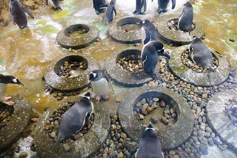 Brütende Eselspinguine auf Nestern am 6. Juli 2021 im Pinguin-Haus im Zoologischen Garten Wuppertal