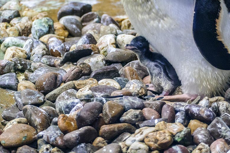 Drei Tage altes Eselspinguin-Küken am 21. Juli 2021 im Pinguin-Haus im Grünen Zoo Wuppertal