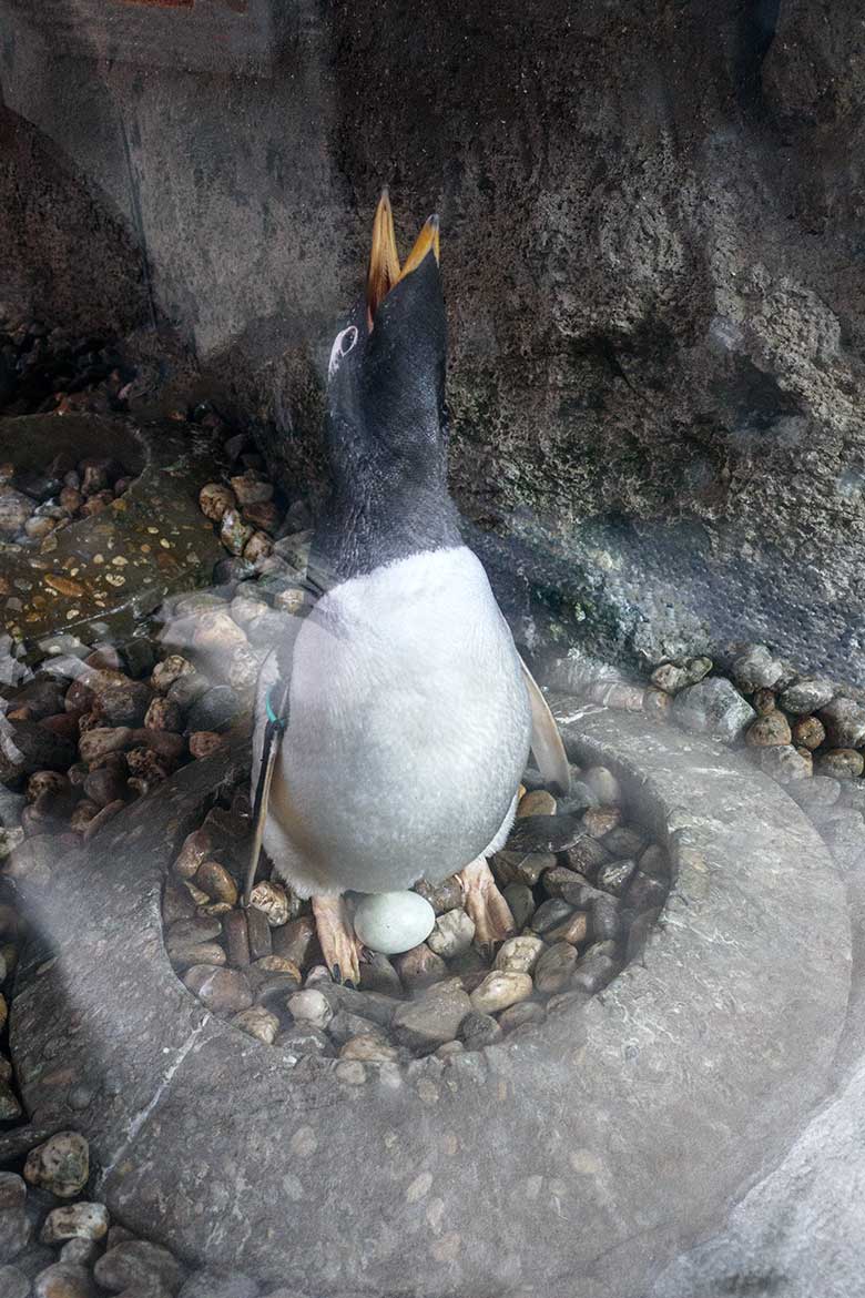 Eselspinguin mit Ei im Nest am 6. Juni 2022 im Pinguin-Haus im Wuppertaler Zoo