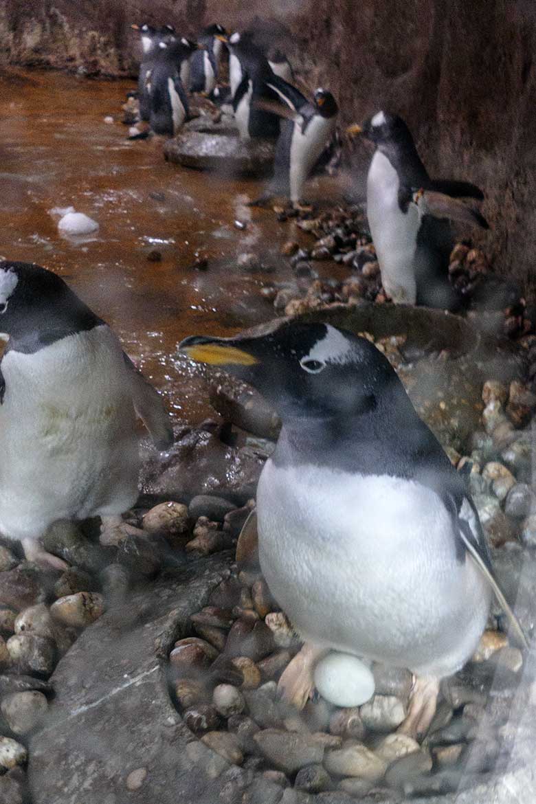 Eselspinguin mit Ei im Nest am 6. Juni 2022 im Pinguin-Haus im Grünen Zoo Wuppertal