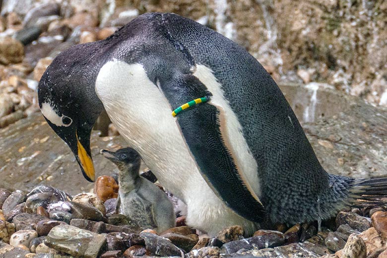 Das am 28. Juli 2022 geschlüpfte Eselspinguin-Küken mit einem Eselspinguin-Eltern-Tier am 1. August 2022 im Pinguin-Haus im Grünen Zoo Wuppertal