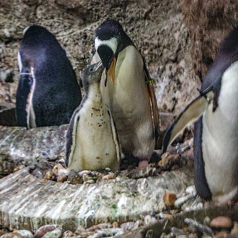Eselspinguin mit Jungtier am 23. August 2022 im Pinguin-Haus im Grünen Zoo Wuppertal