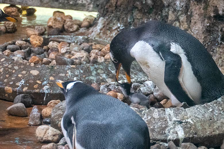 Eselspinguin mit Küken am 27. Mai 2023 im Pinguin-Haus im Grünen Zoo Wuppertal