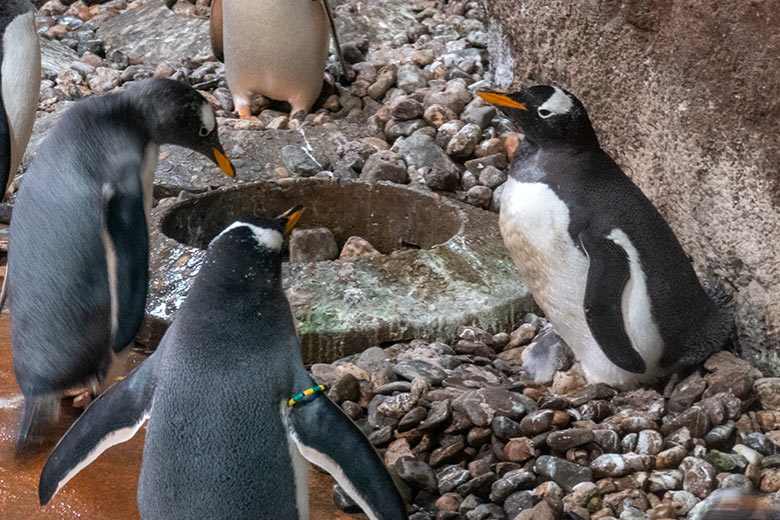 Eselspinguin mit dem drei Tage alten Eselspinguin-Küken am 11. Juni 2024 im Pinguin-Haus im Grünen Zoo Wuppertal