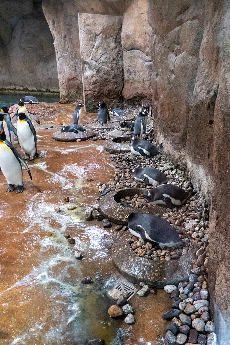 Eselspinguine und Königspinguine am 11. Juni 2024 im Pinguin-Haus im Zoologischen Garten der Stadt  Wuppertal