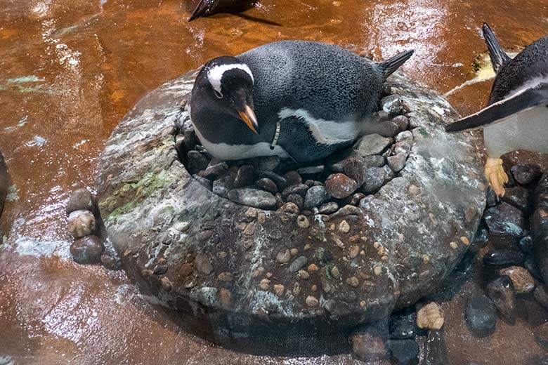 Brütender weiblicher Eselspinguin auf dem Nest mit einem Ei am 11. Juni 2024 nahe der Glasscheibe im Pinguin-Haus im Wuppertaler Zoo