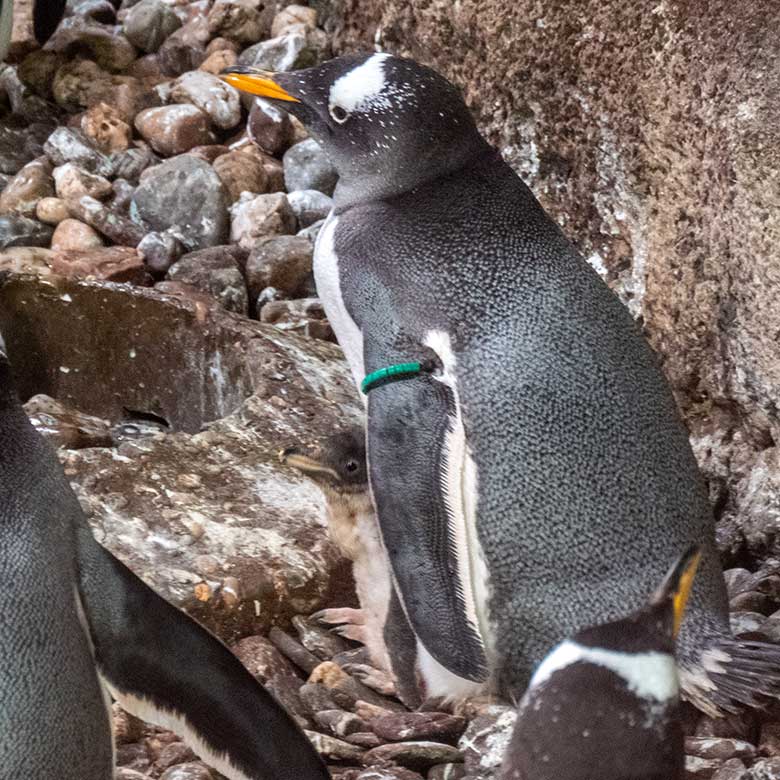 Das am 8. Juni 2024 geschlüpfte Eselspinguin-Küken mit seiner Eselspinguin-Mutter am 25. Juni 2024 im Pinguin-Haus im Grünen Zoo Wuppertal