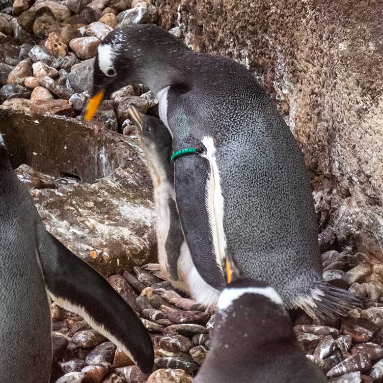 Das am 8. Juni 2024 geschlüpfte Eselspinguin-Küken mit seiner Eselspinguin-Mutter am 25. Juni 2024 im Pinguin-Haus im Zoologischen Garten Wuppertal
