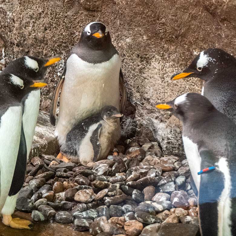 Das am 8. Juni 2024 geschlüpfte Eselspinguin-Küken mit seiner Eselspinguin-Mutter am 25. Juni 2024 im Pinguin-Haus im Wuppertaler Zoo