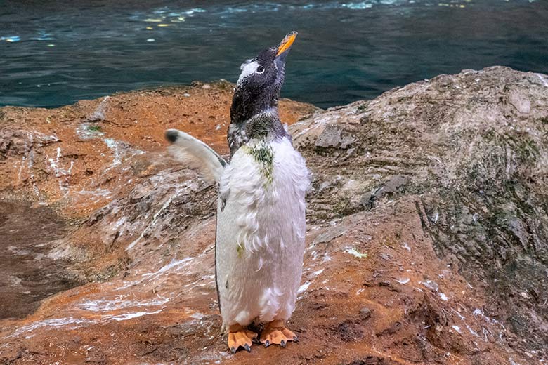 Eselspinguin in der Mauser am 7. August 2024 im Pinguin-Haus im Zoo Wuppertal