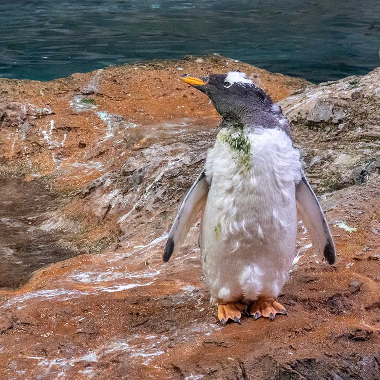 Eselspinguin in der Mauser am 7. August 2024 im Pinguin-Haus im Wuppertaler Zoo